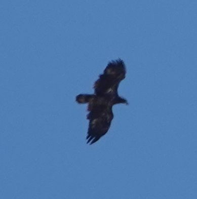 Bald Eagle - ML642273547
