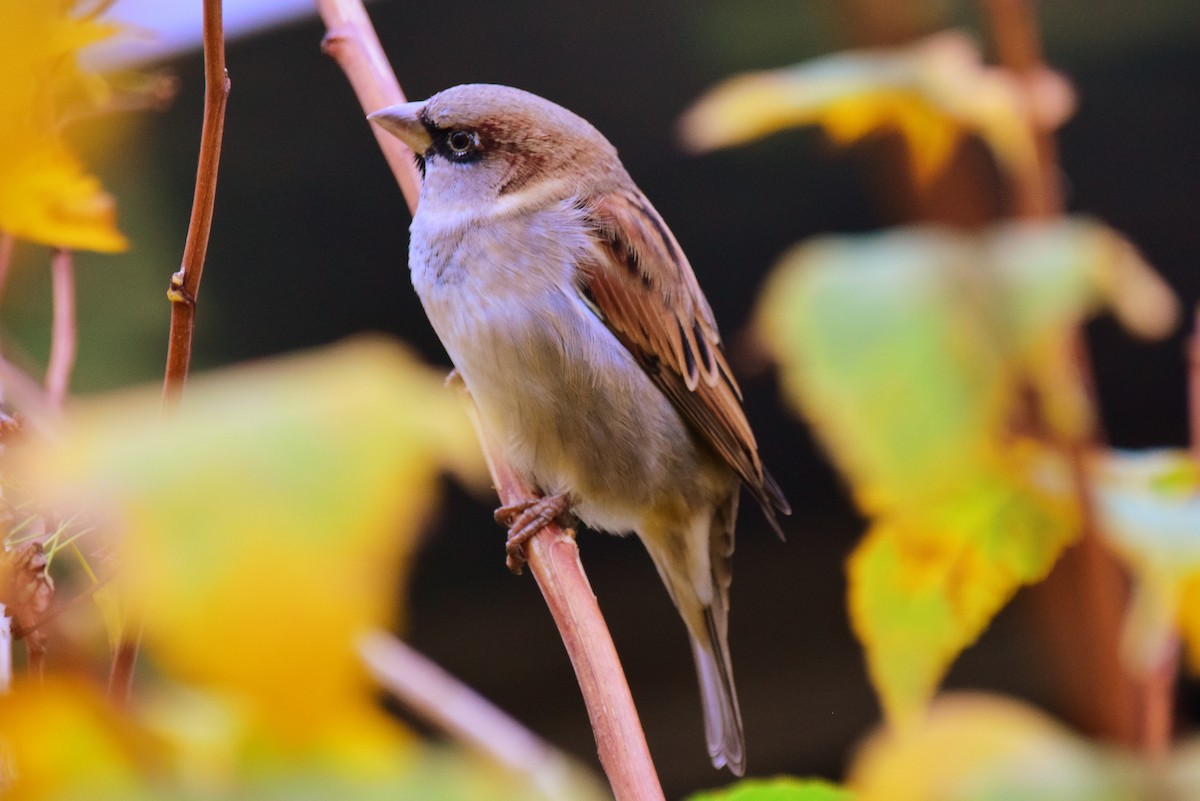 House Sparrow - ML642273548