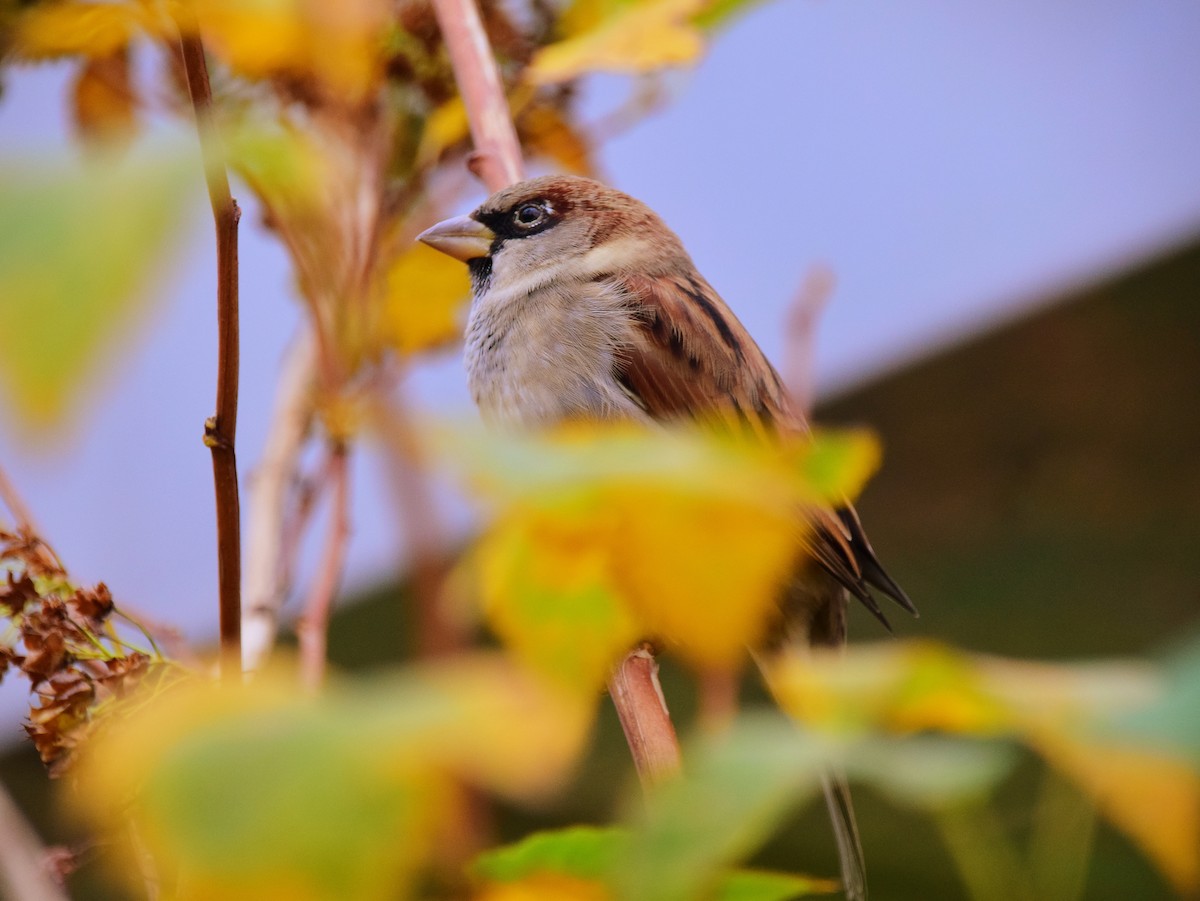House Sparrow - ML642273554