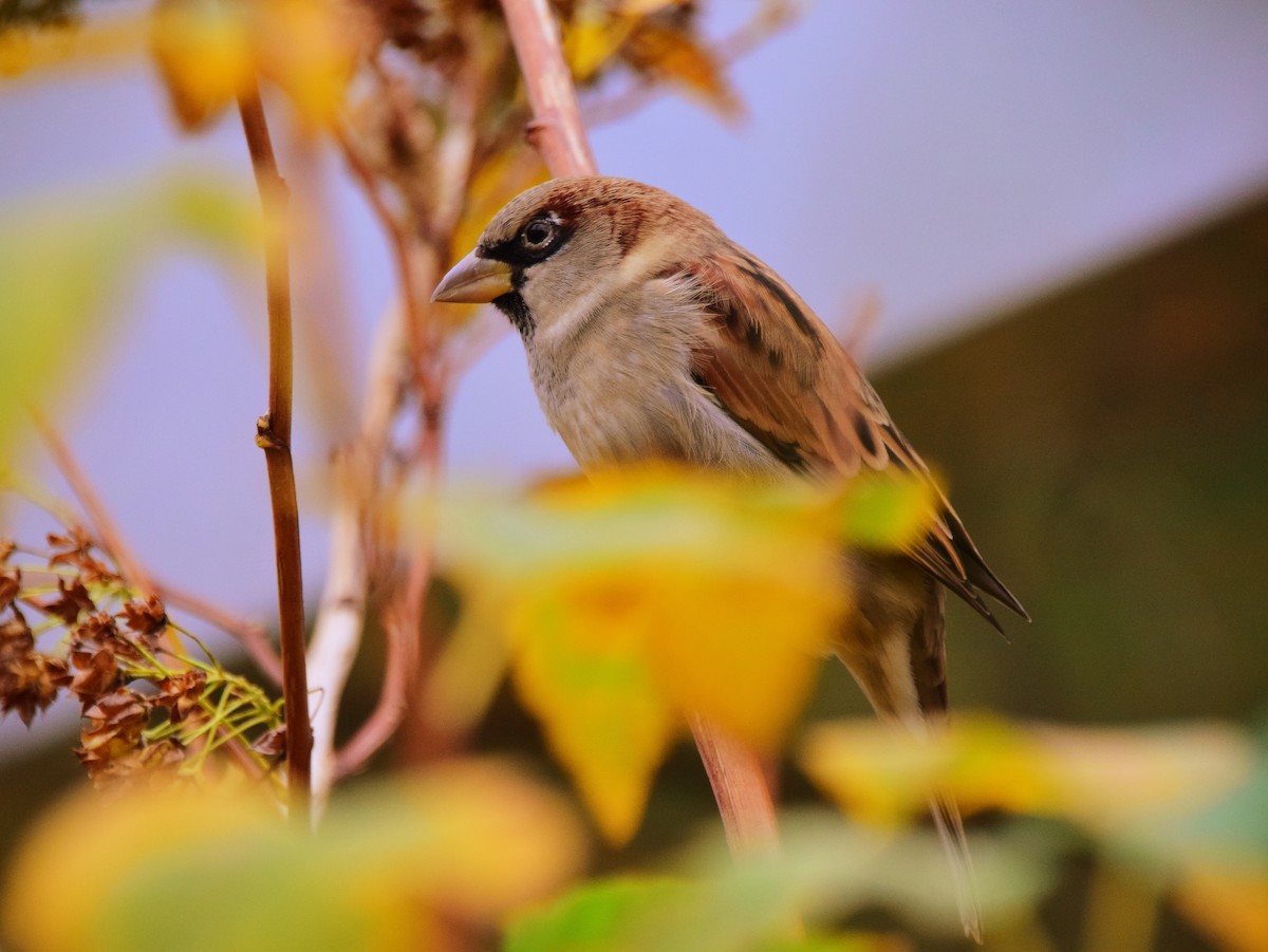 House Sparrow - ML642273556