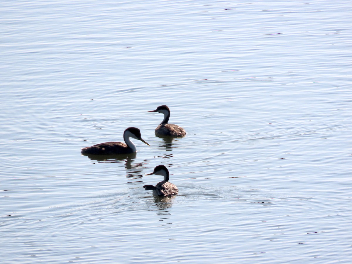 Western Grebe - ML642273572