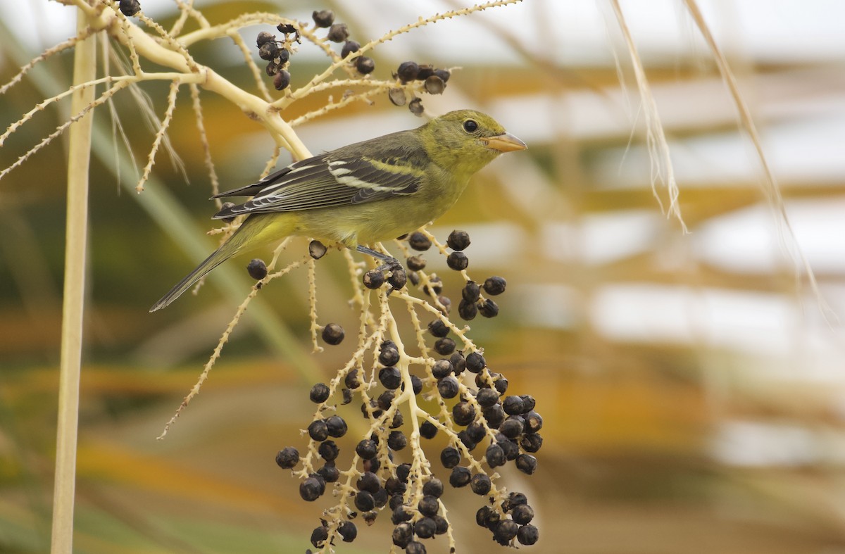 Western Tanager - ML642273582