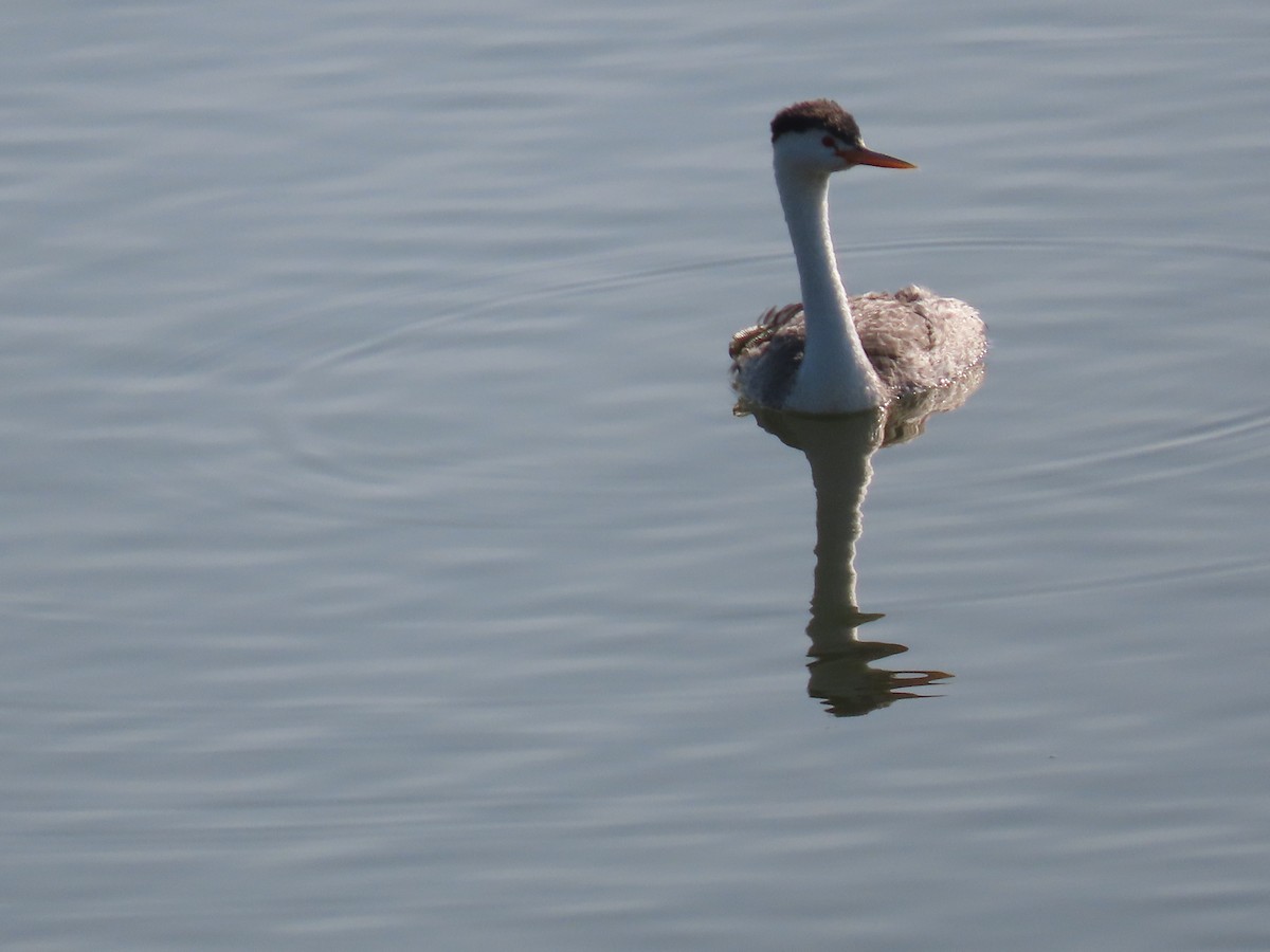 Clark's Grebe - ML642273605