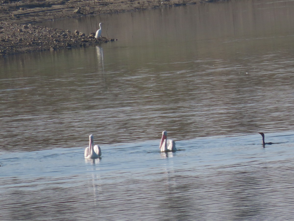 American White Pelican - ML642273629