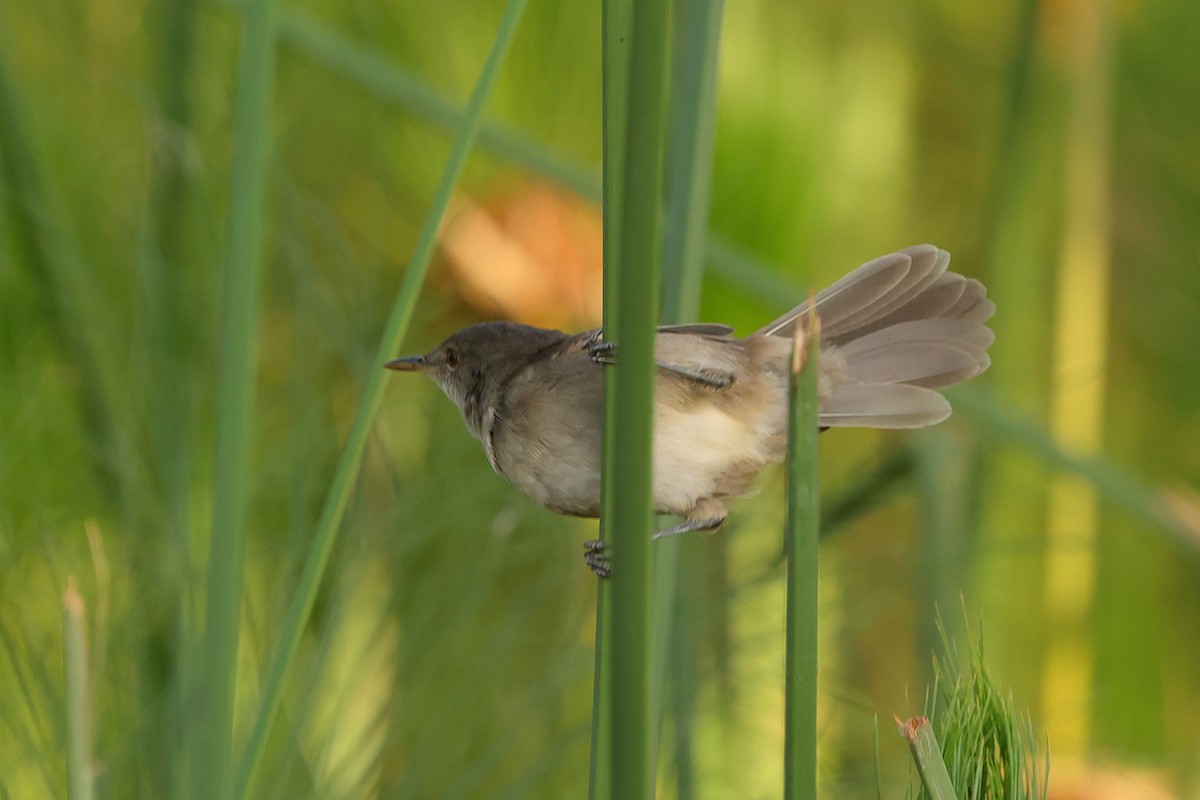 Greater Swamp Warbler - ML642273634