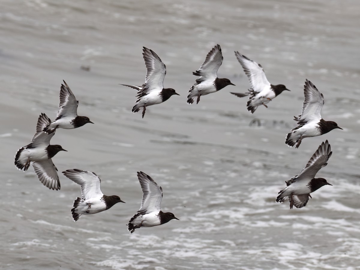 Black Turnstone - ML642273637