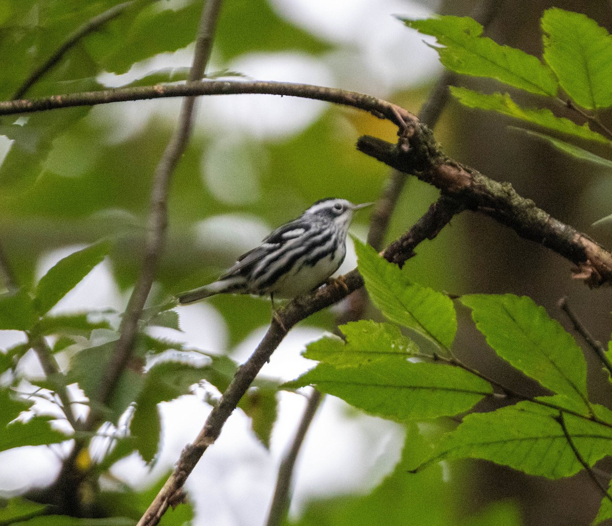 Black-and-white Warbler - ML642273638