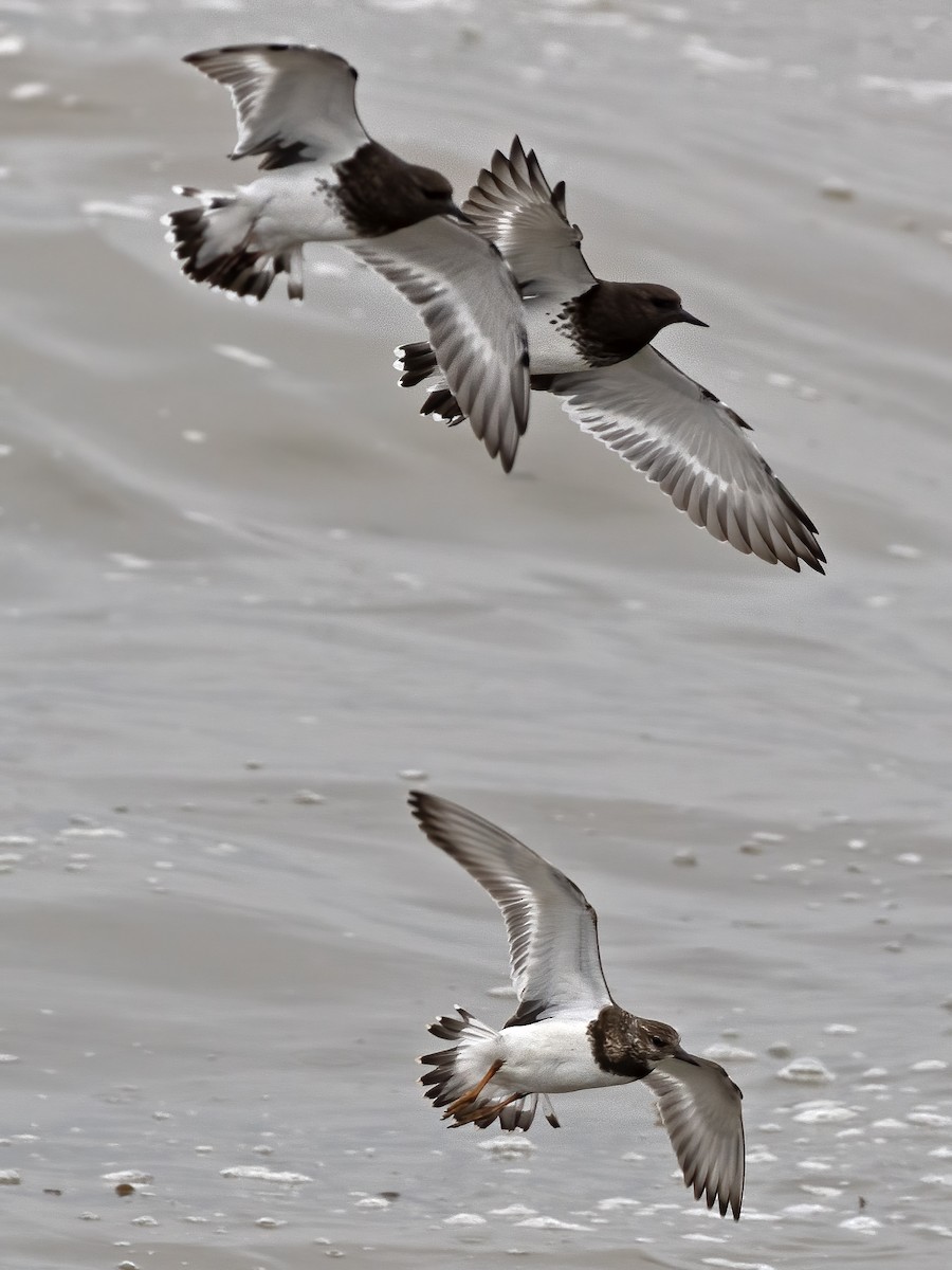 Black Turnstone - ML642273642