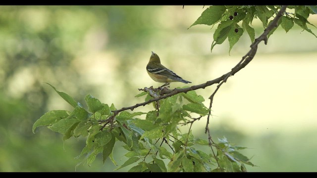 Bay-breasted Warbler - ML642273651