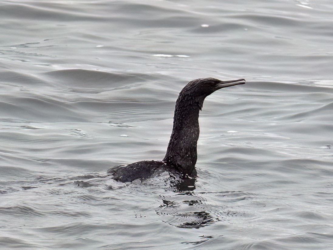Pelagic Cormorant - ML642273668