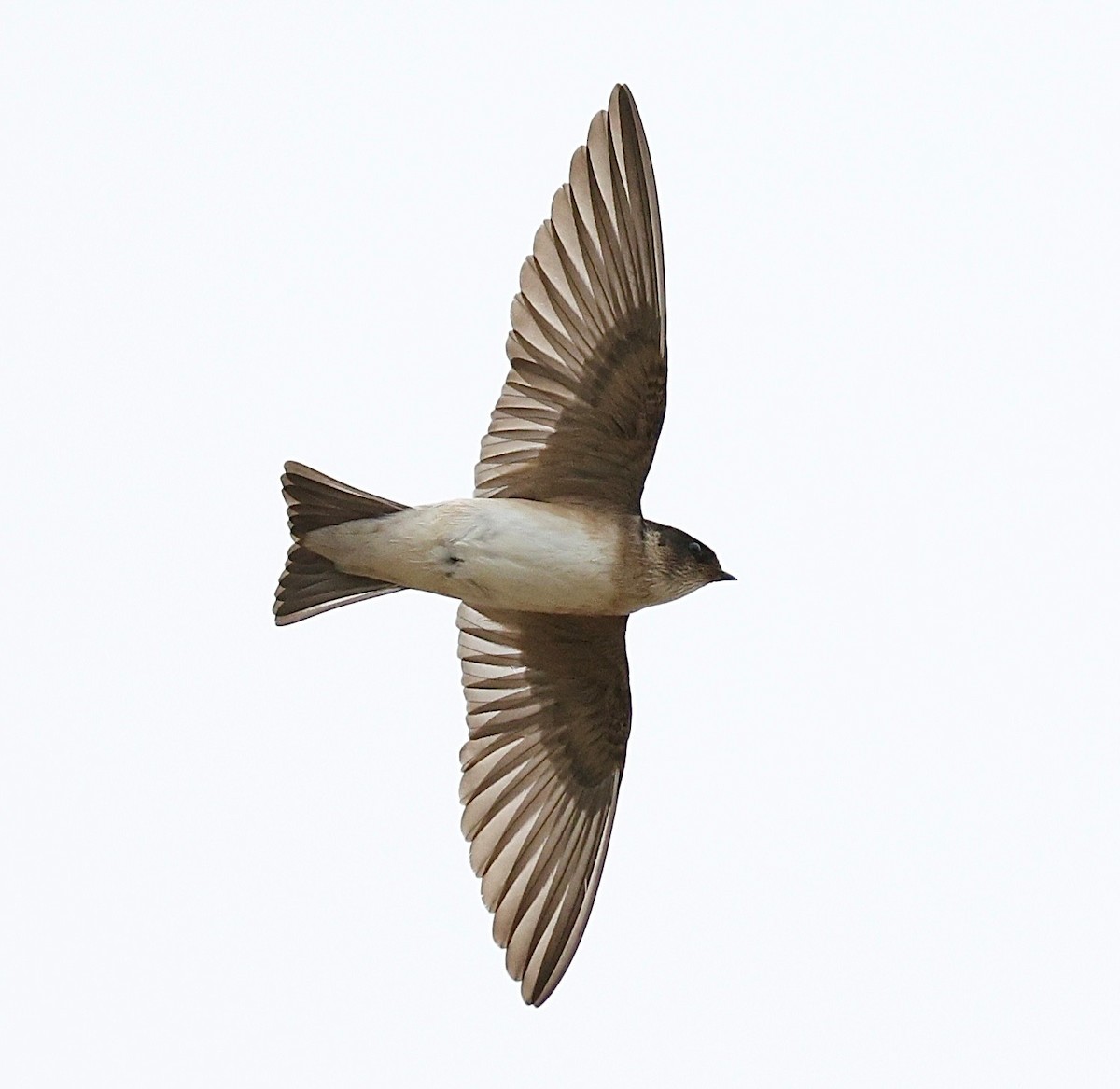 Tree Martin - ML642273715