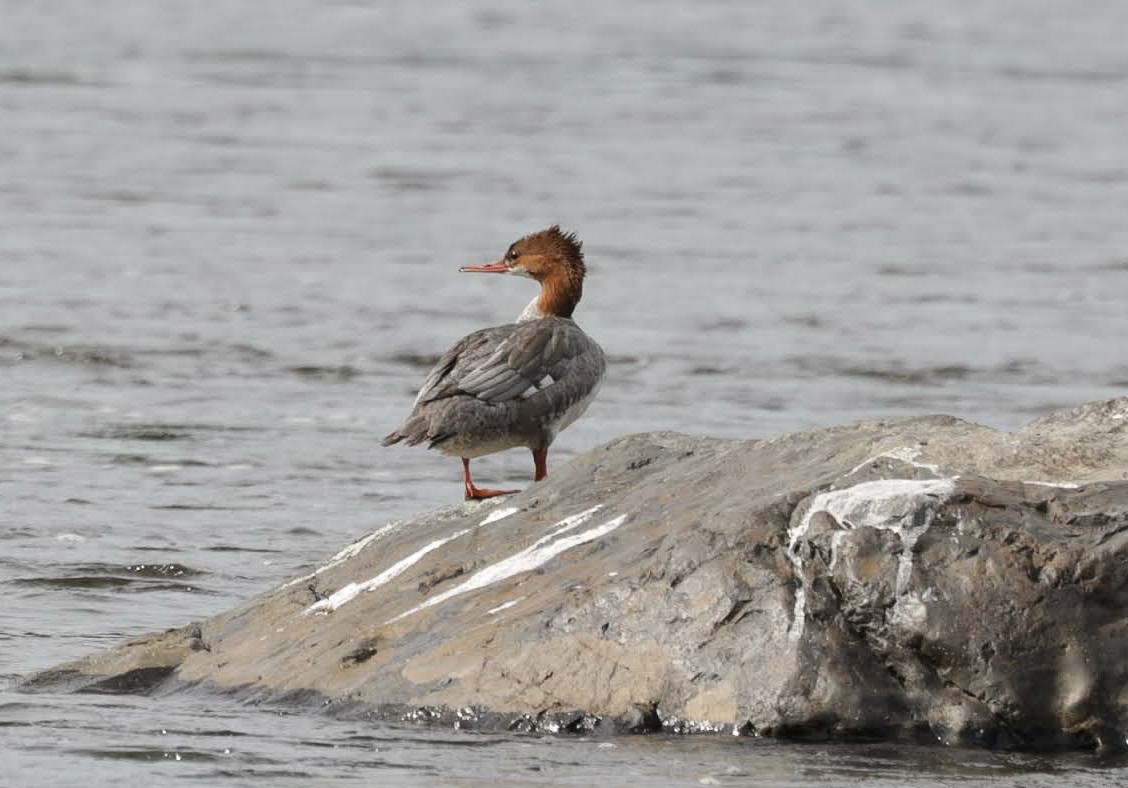Common Merganser - ML642273724