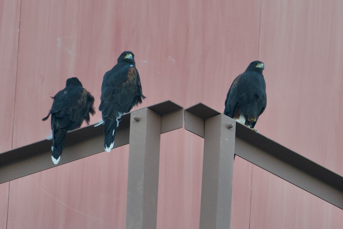 Harris's Hawk - ML642273765