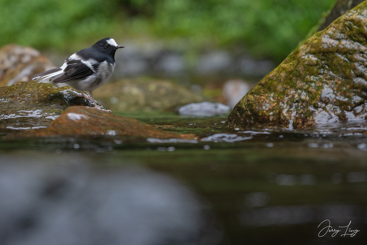 Little Forktail - ML642273778