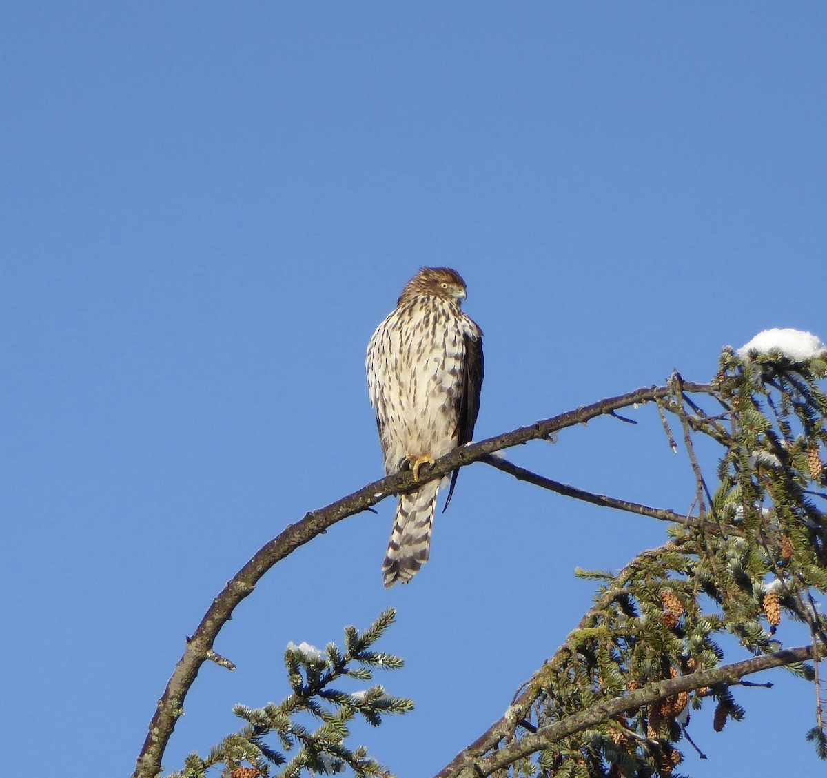 Cooper's Hawk - ML642273796