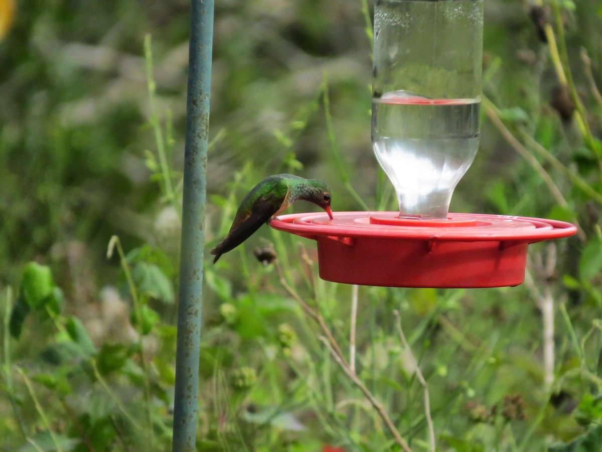 Buff-bellied Hummingbird - ML642273812