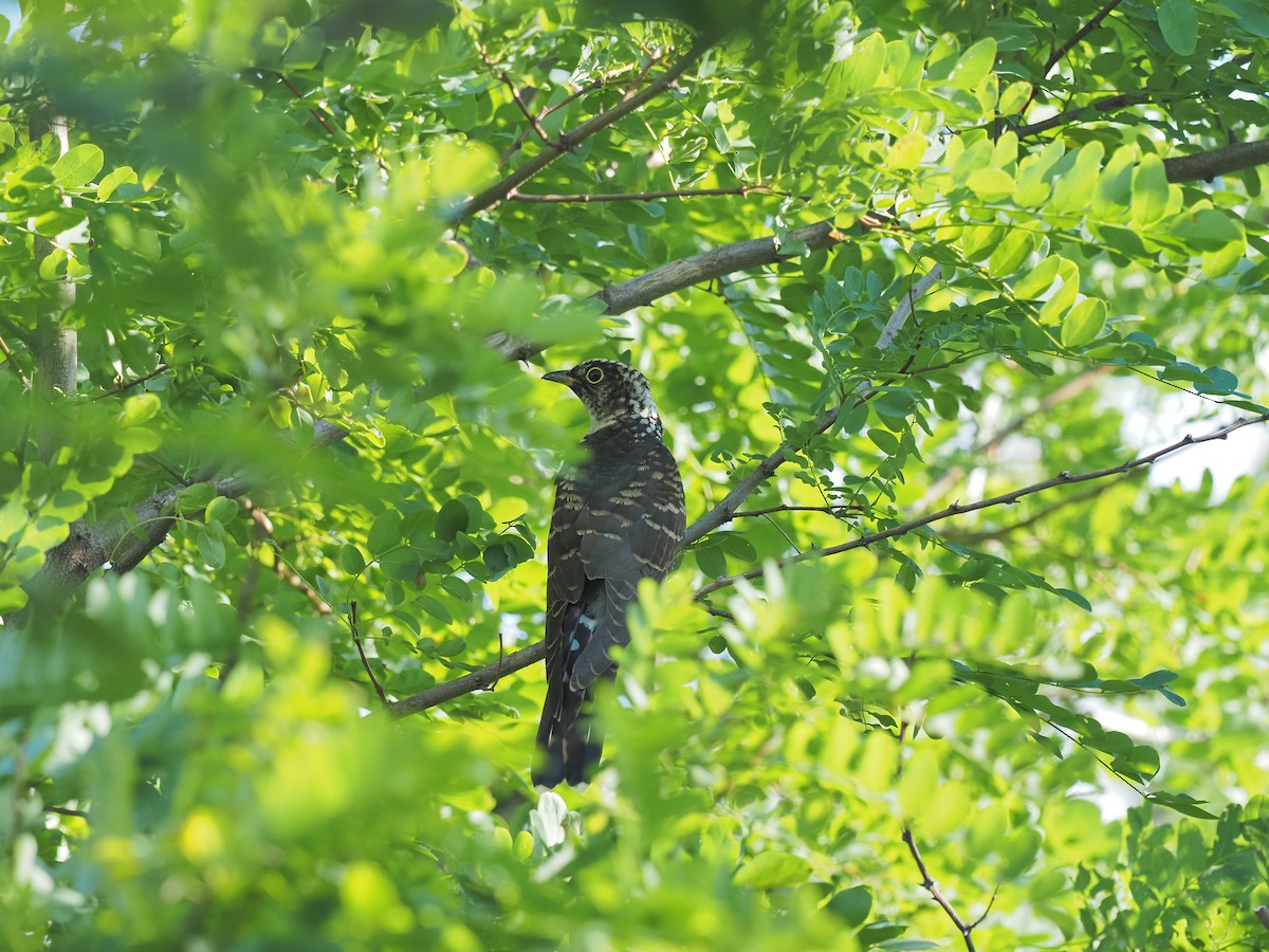 Indian Cuckoo - ML642273824
