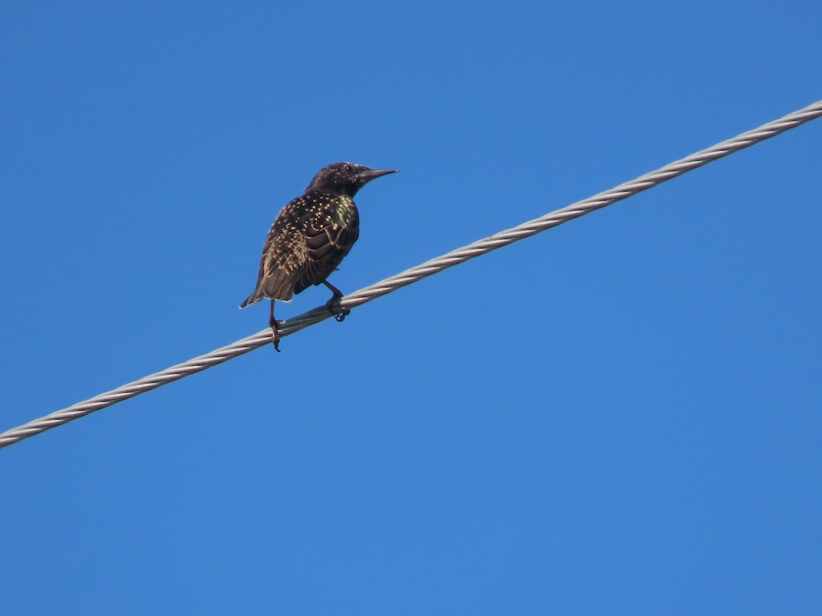 European Starling - ML642273843