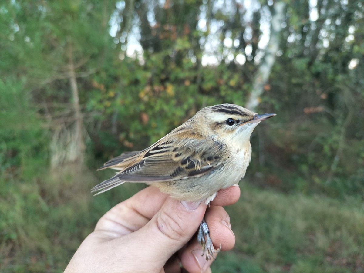 Sedge Warbler - ML642273934