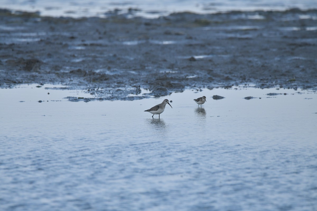 Curlew Sandpiper - ML642273943