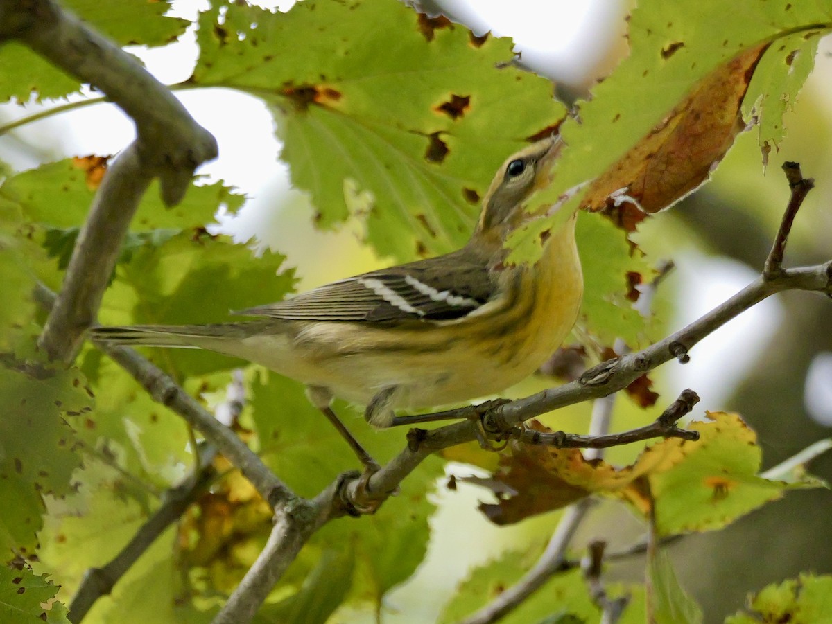Blackburnian Warbler - ML642273955