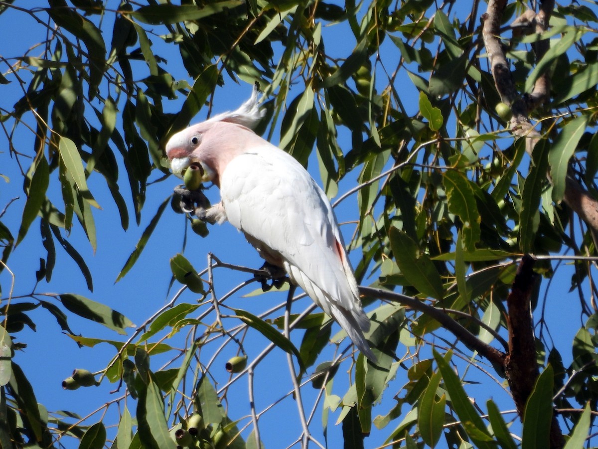 Pink Cockatoo - ML642273983