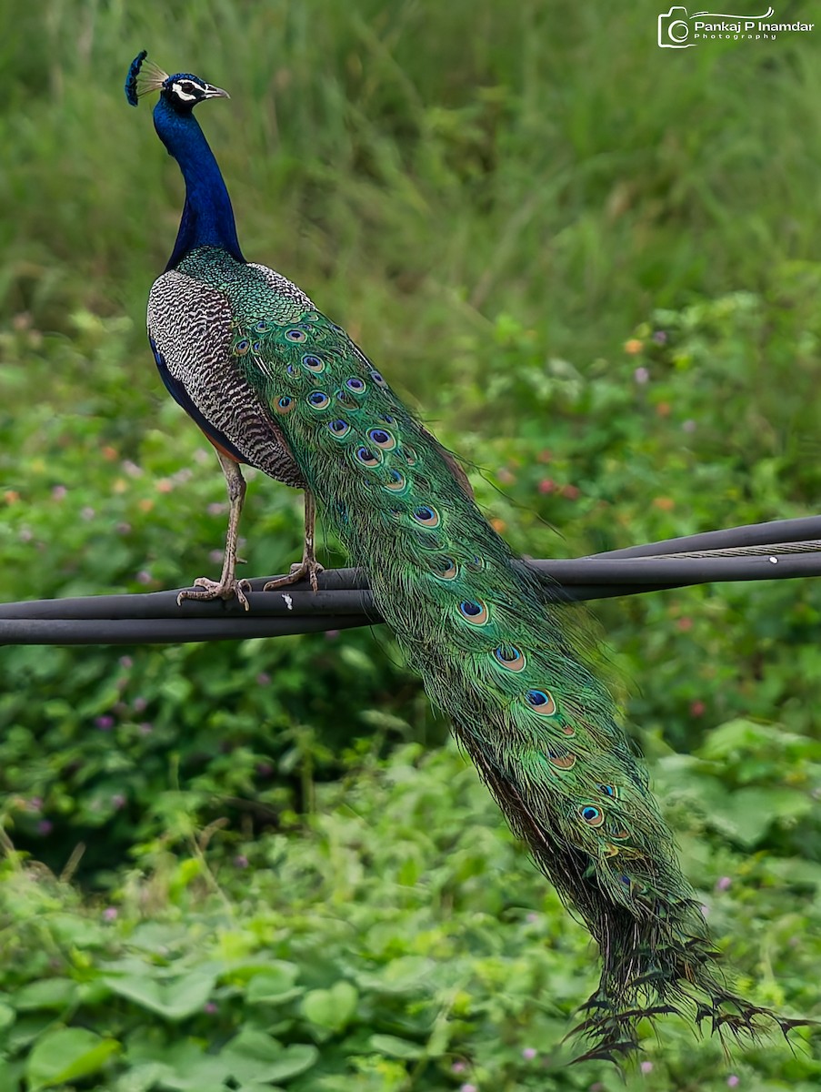 Pfau - ML642273990