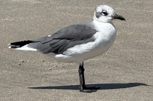 Laughing Gull - ML642273992