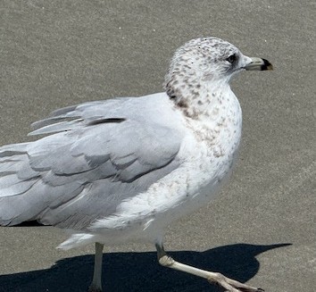 Ring-billed Gull - ML642274010