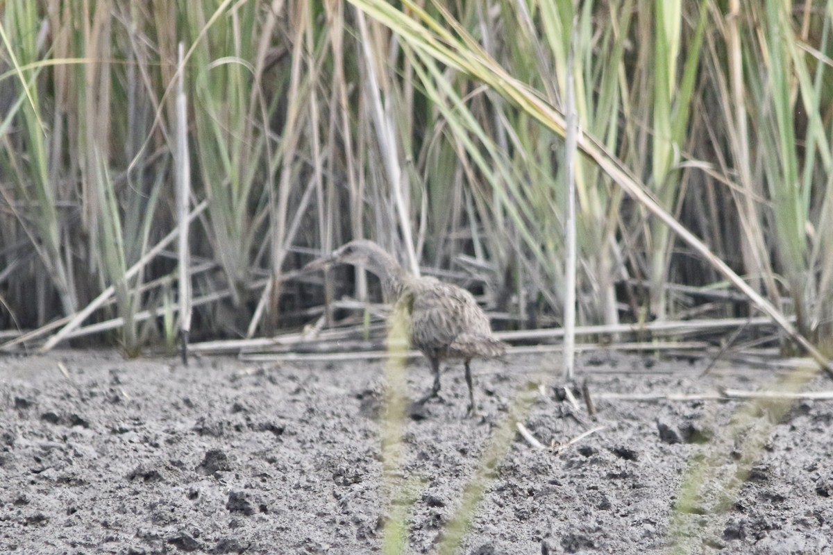 Clapper Rail - ML642274028