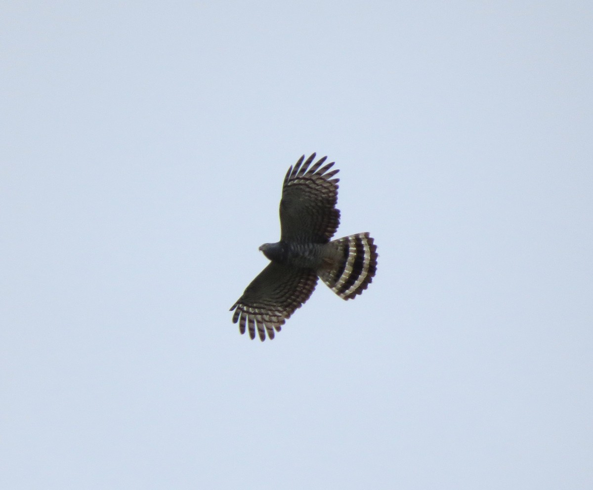 Hook-billed Kite - ML642274038