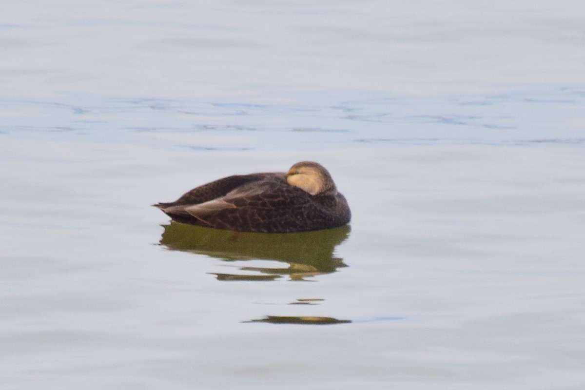 American Black Duck - ML642274074