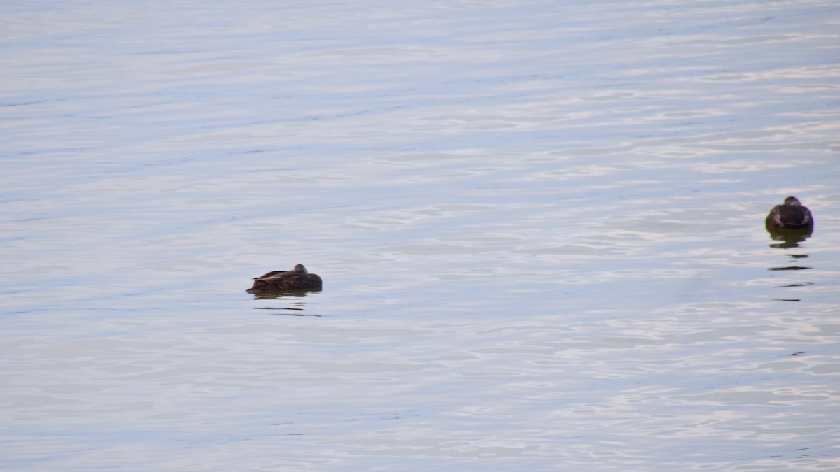 American Black Duck - ML642274077