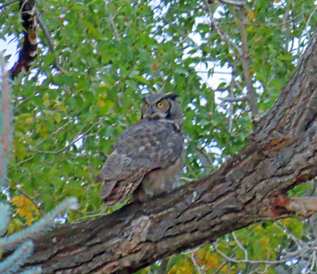 Great Horned Owl - ML642274091