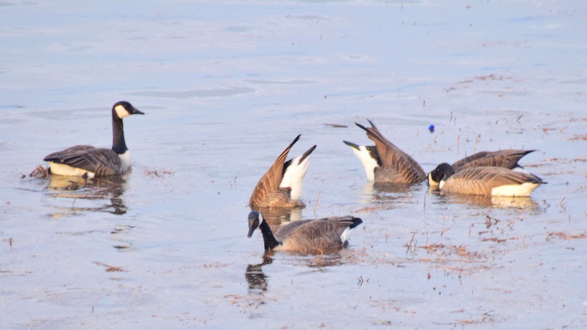 Canada Goose (canadensis Group) - ML642274092