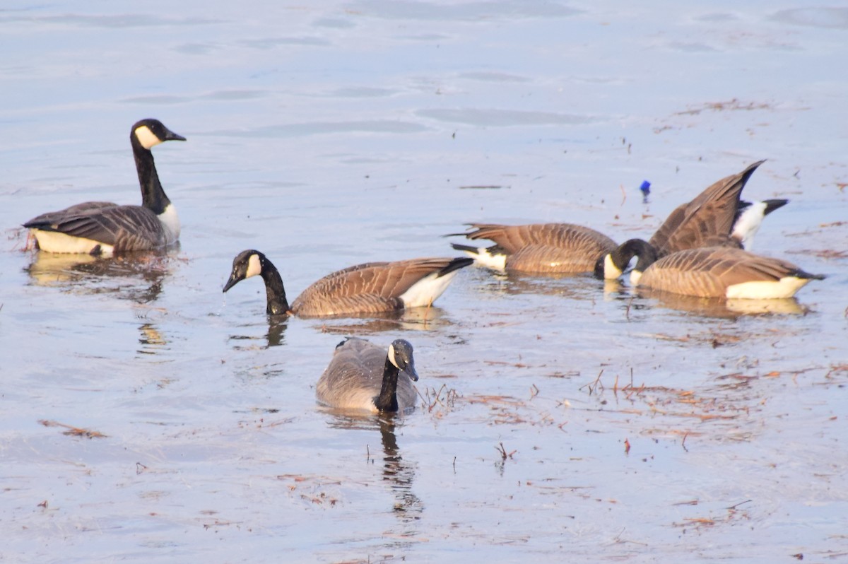 Canada Goose (canadensis Group) - ML642274099