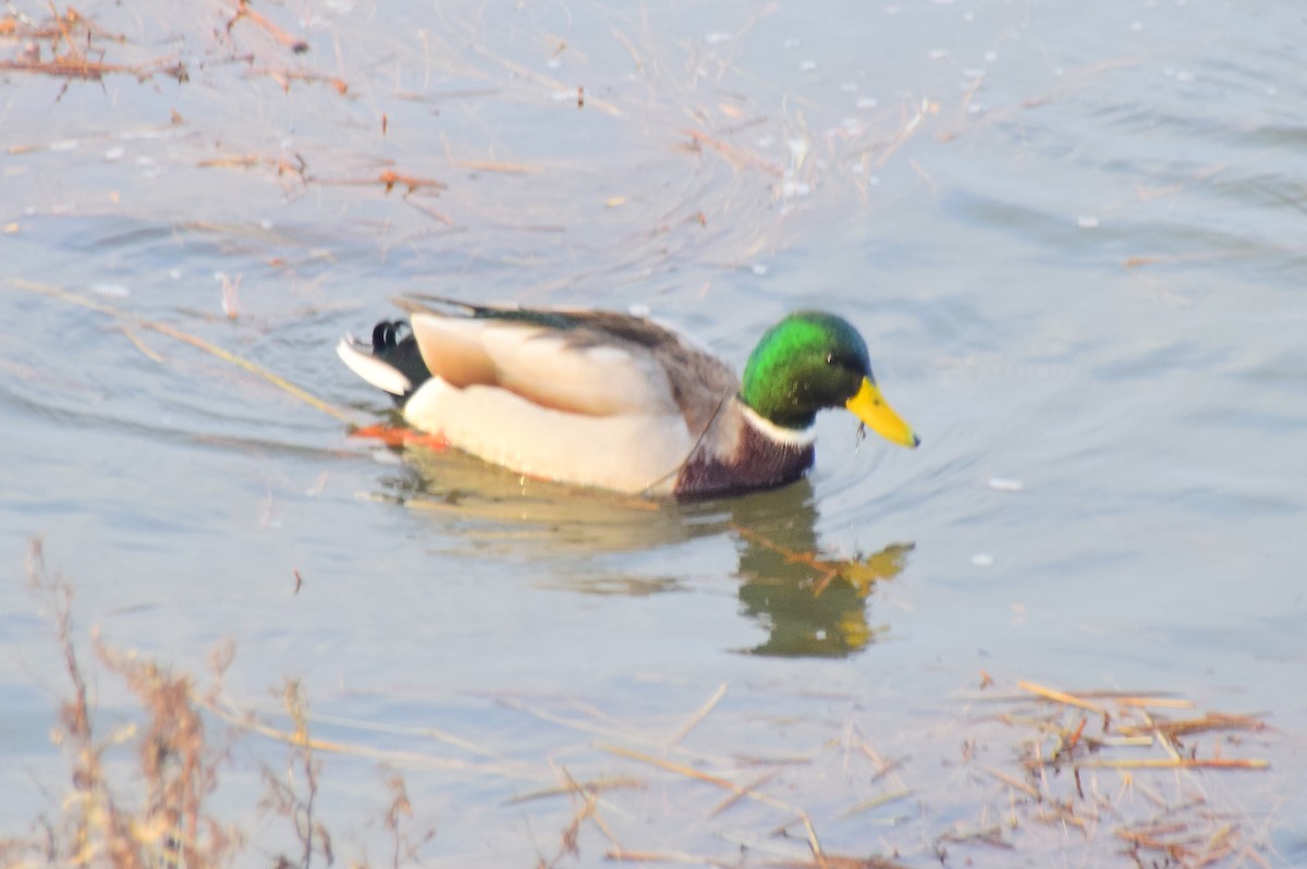 Mallard - ML642274109