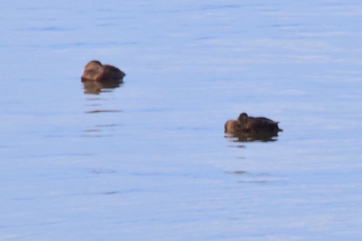 American Black Duck - ML642274110