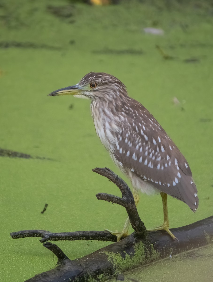 Black-crowned Night Heron - ML642274113