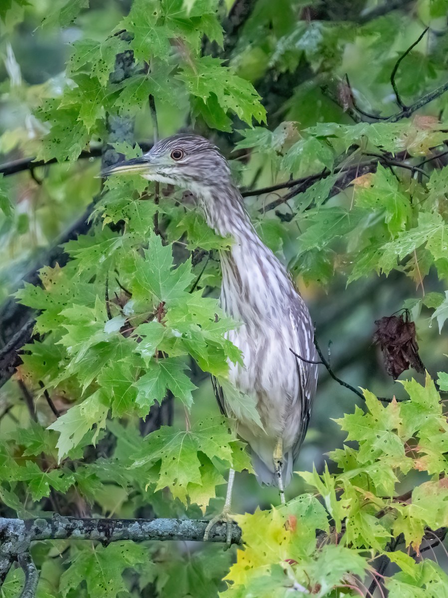Black-crowned Night Heron - ML642274117