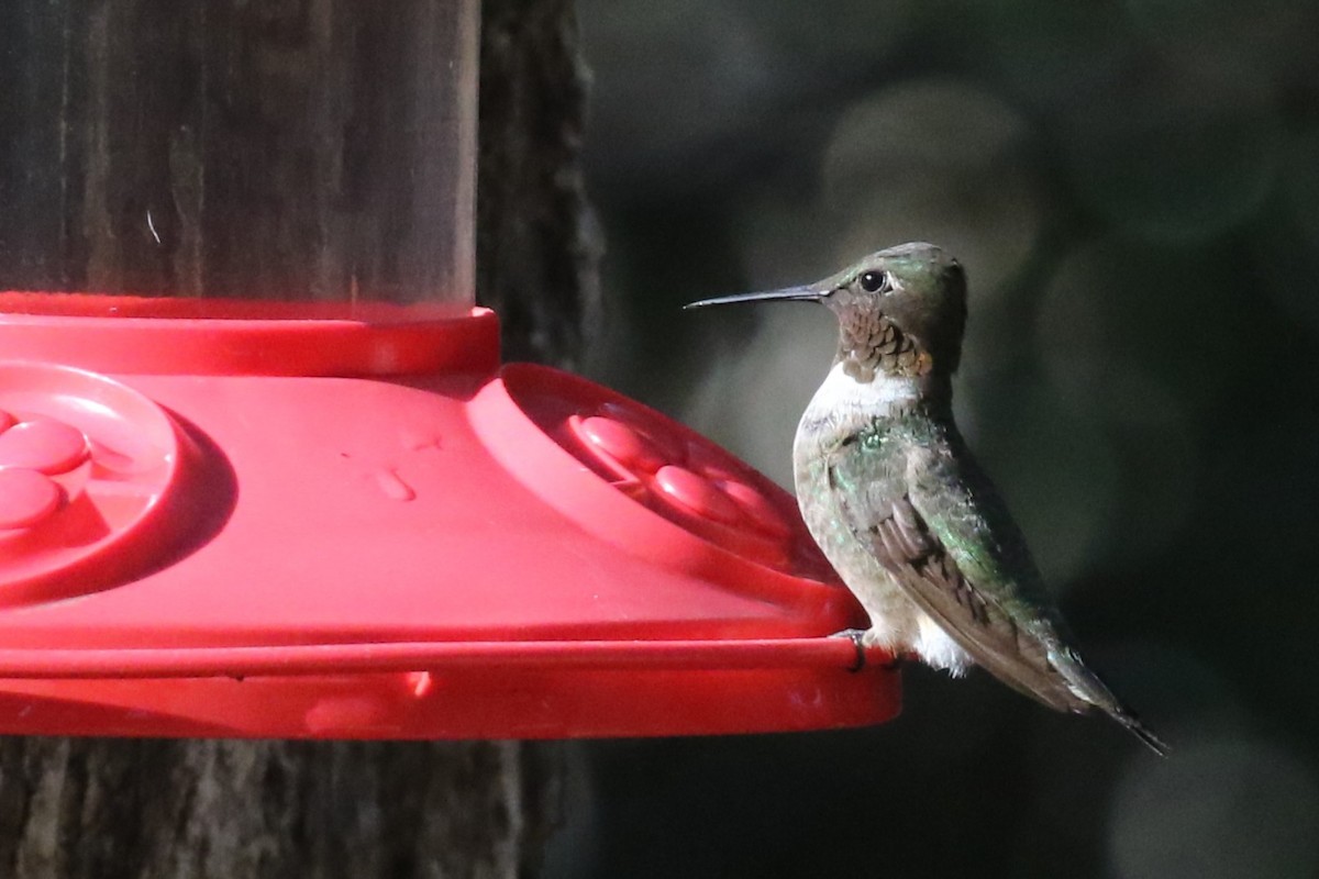 Ruby-throated Hummingbird - ML642274140