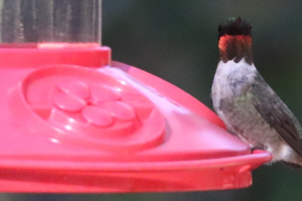 Ruby-throated Hummingbird - ML642274148