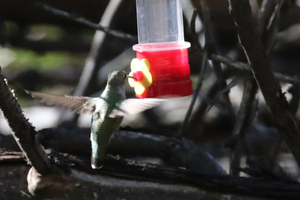 Broad-tailed Hummingbird - ML642274154