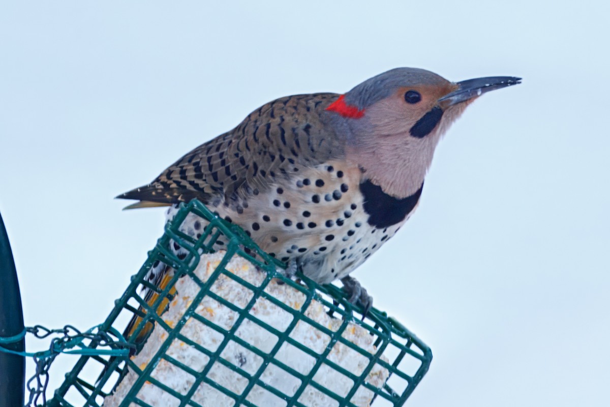 Northern Flicker (Yellow-shafted) - ML642274174
