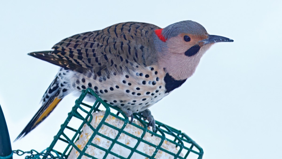 Northern Flicker (Yellow-shafted) - ML642274175