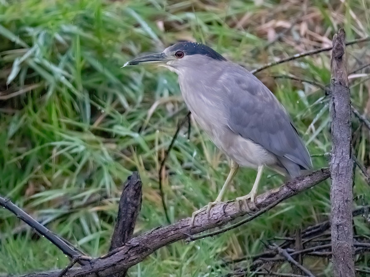 Black-crowned Night Heron - ML642274176