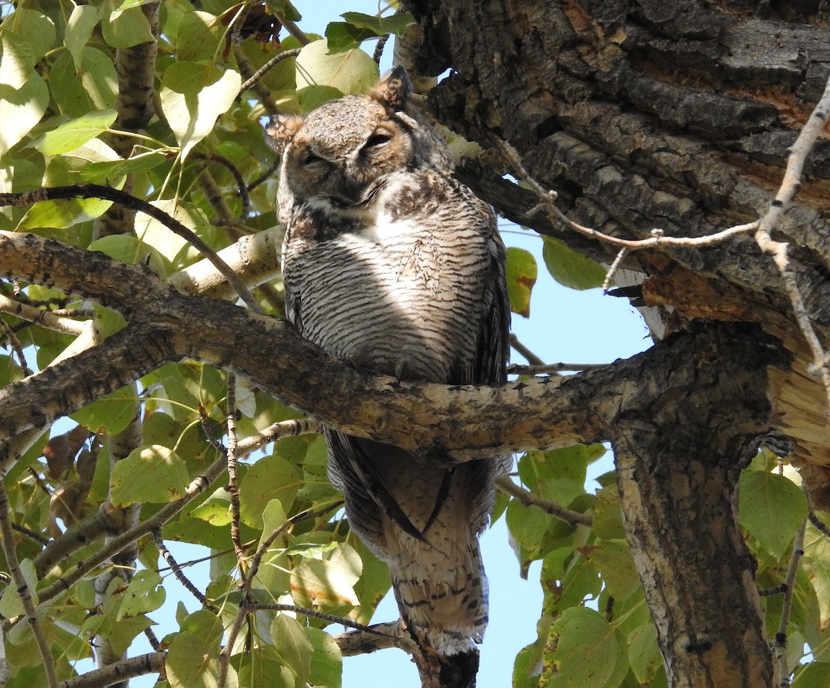Great Horned Owl - ML642274177