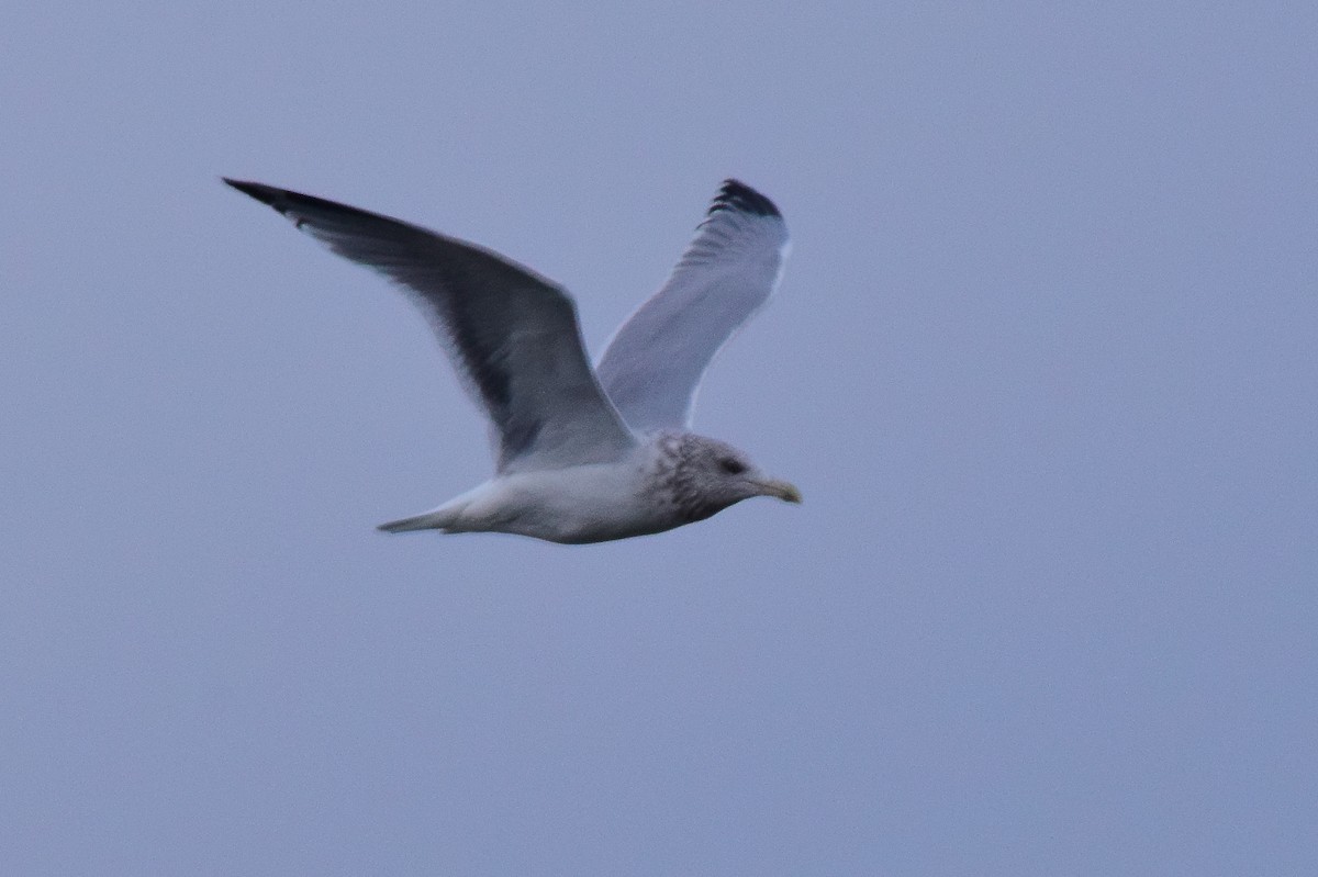 American Herring Gull - ML642274182
