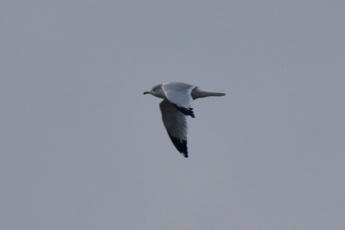 Ring-billed Gull - ML642274183