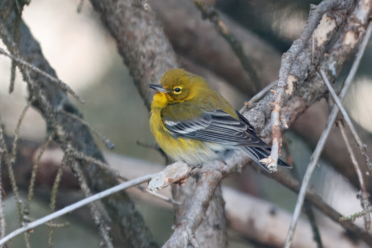 Pine Warbler - ML642274186